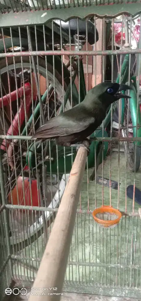 jual burung murai papua jantan bunyi udh makan pur total