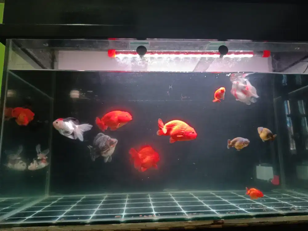 Ikan koki rancu oranda ryukin