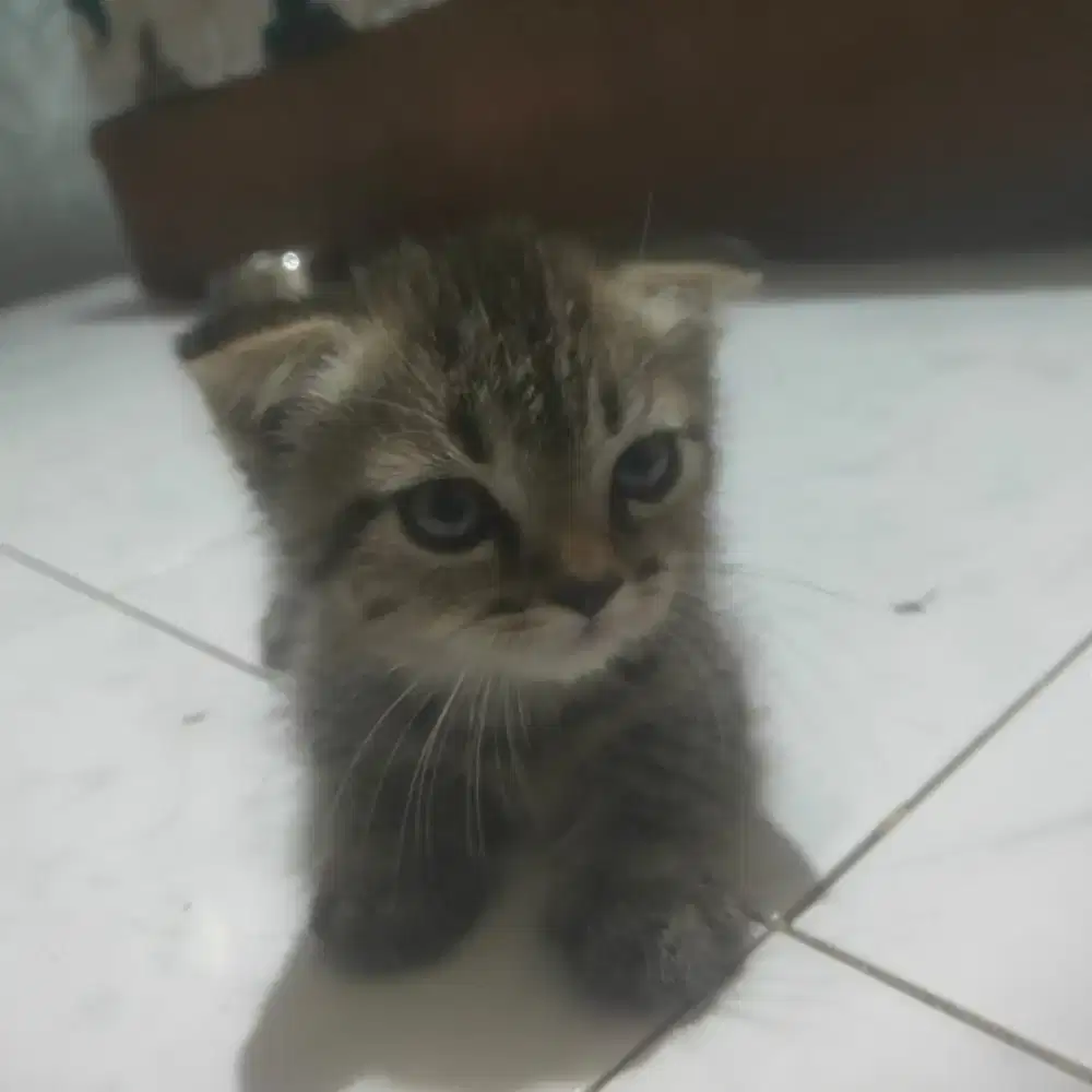 Lepas adobt munchkin