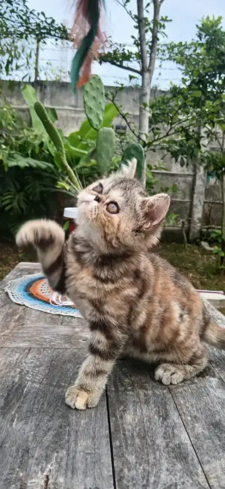 Persia Exotic Shorthair Tortie Tabby