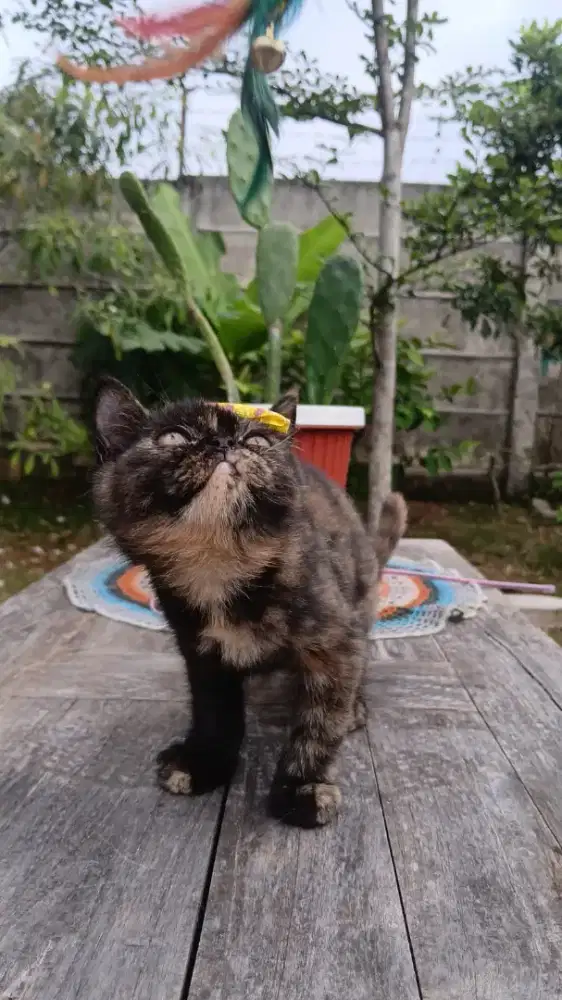 Persia Exotic Shorthair Tortie