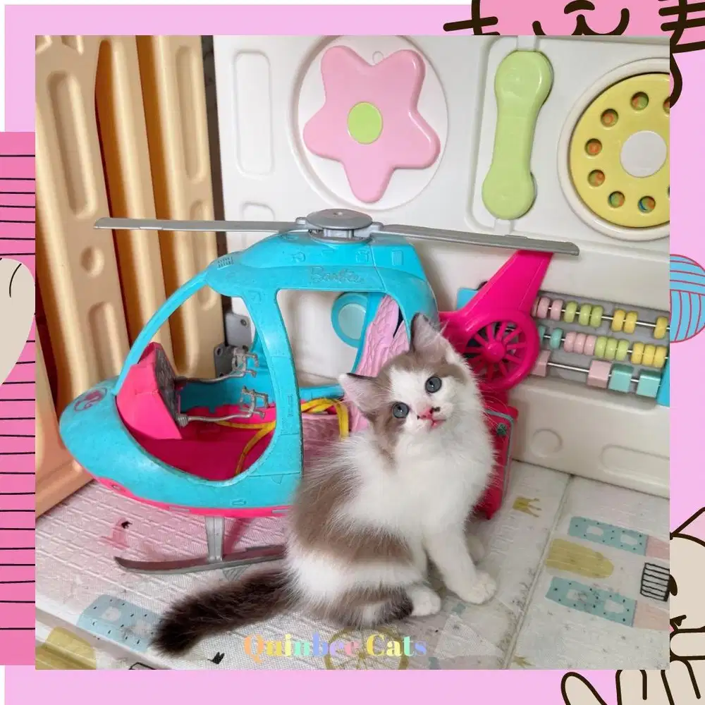 Kucing Ragdoll x Persia Jantan Chocolate Cinnamon White