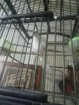 Tekukur putih kapas kuk 1 mm