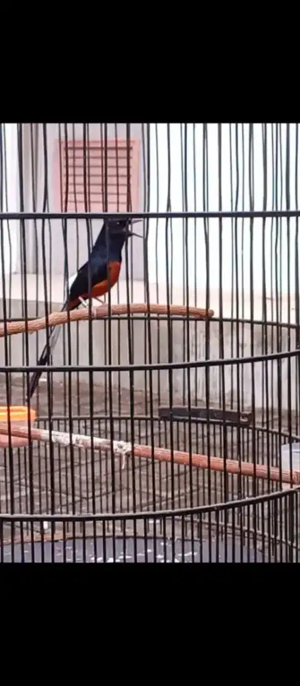 Burung murai gacor