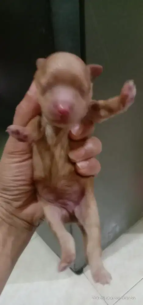 Puppy poodle jantan dan betina 1 Minggu