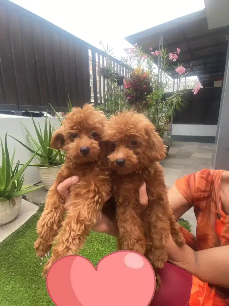 toy poodle all female usia 6 bln
