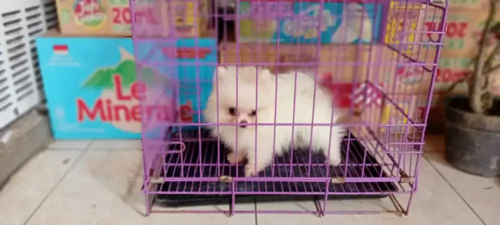 minipom betina stb vaksin 1x