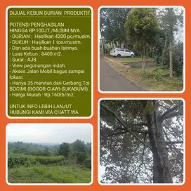 Kebun Durian produktif hasilkan ratusan juta di tiap musimnya. Luas 8400 M2 Akses jalan aspal sampai lokasi, hanya 30 menit dari Gerbang Tol Bocimi (Gerbang tol Parungkuda) 009