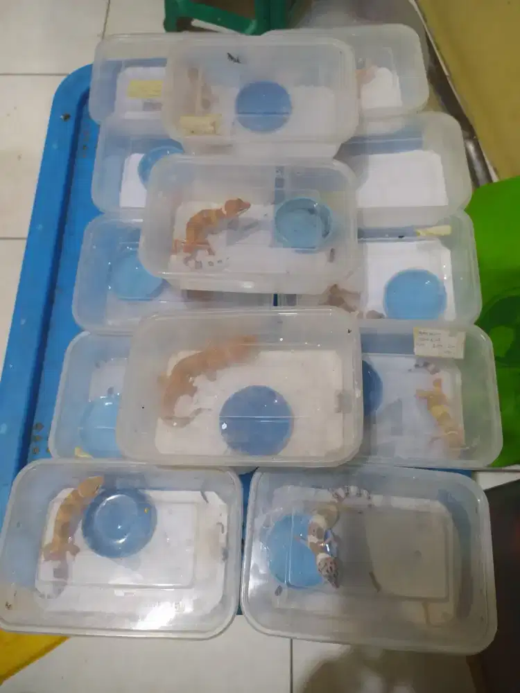 Borongan 12ekor Gecko