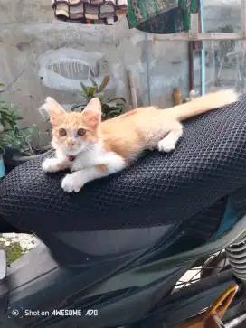 Anak kucing persia
