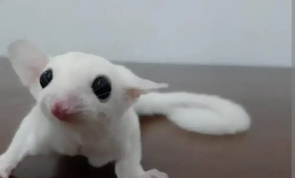 Sugar glider leukistik