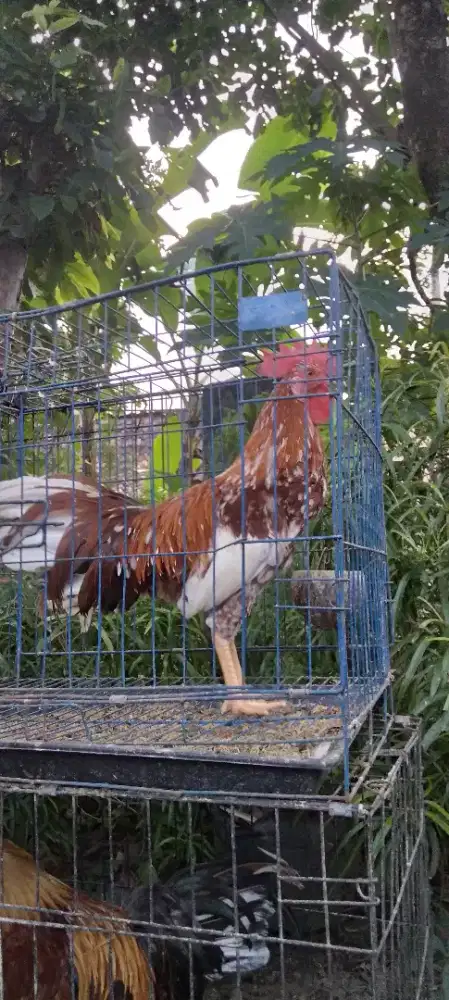 Jago ayam Ketawa