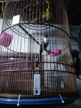 Burung bilbong pendeta jantan ekor 30cm lebih fullset kandang murai