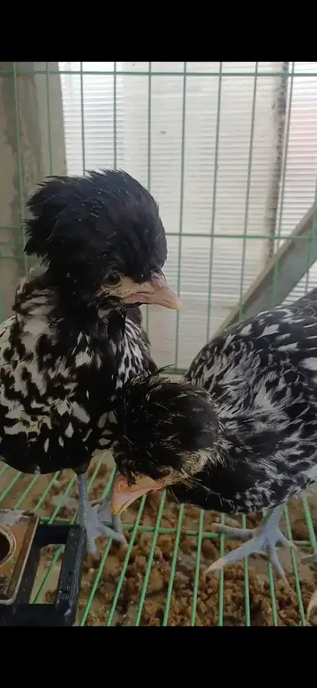 Anakan poland dan silkie