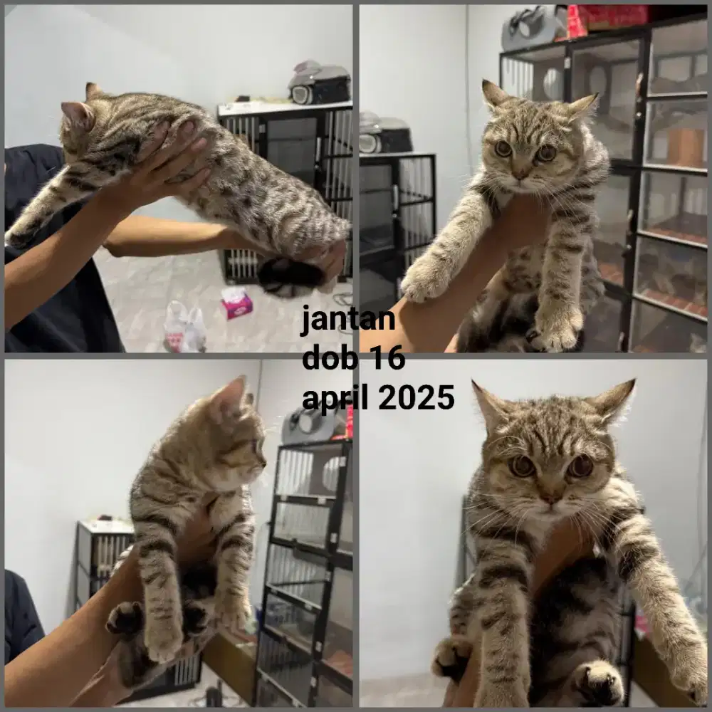 6 ekor borong Kucing bsh british shorthair pure no mix
