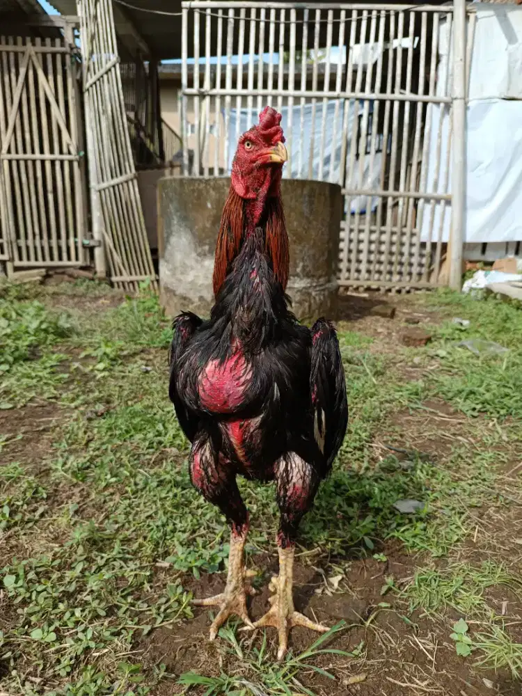 Ayam Jago Bangkok Super