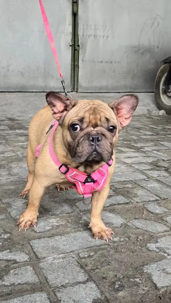 Dijual calon indukan French Bulldog good blood line