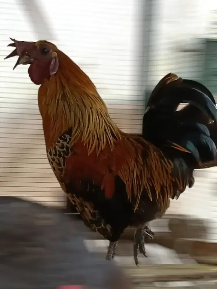 Ayam Hias Wareng