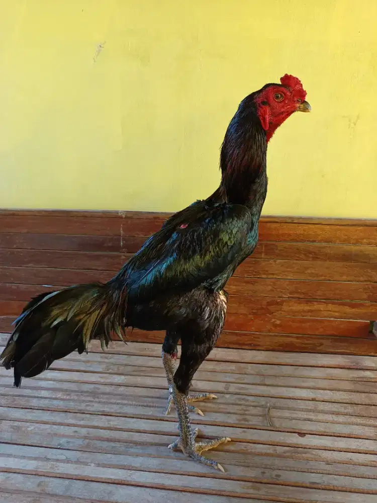 Ayam Jago Bangkok Super
