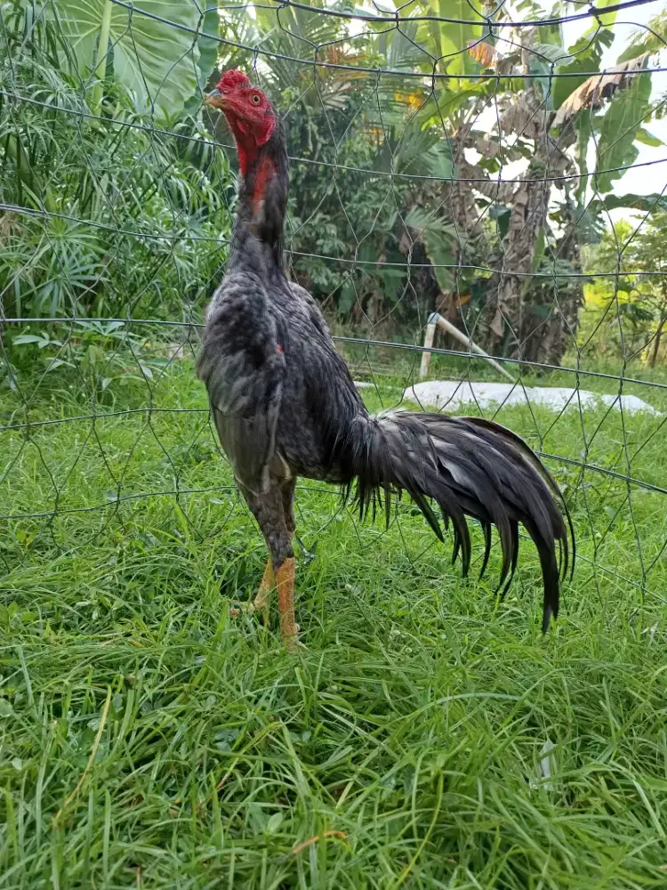 Ayam Jago Bangkok Super