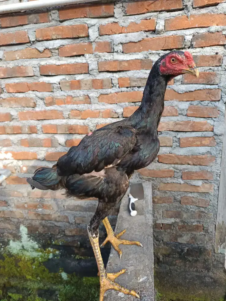 Anakan Ayam Bangkok Super