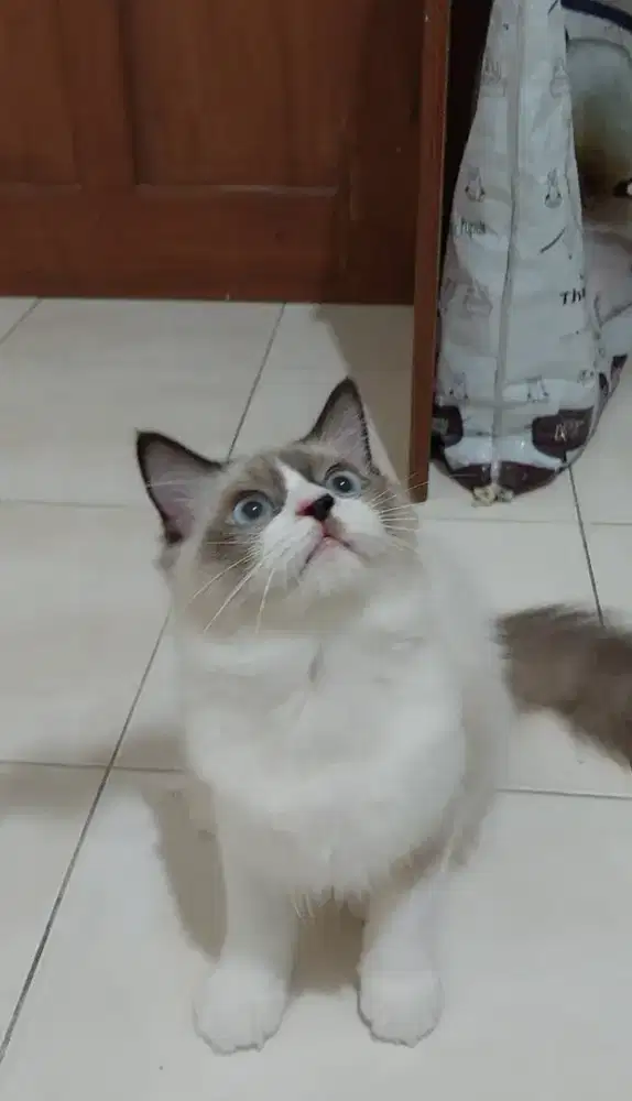 Kucing ragdoll mata biru bicolor simetris