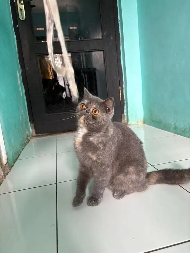 Kucing Kitten Peaknose Exo Shorthair Blue Tortie 5 Bulan Betina