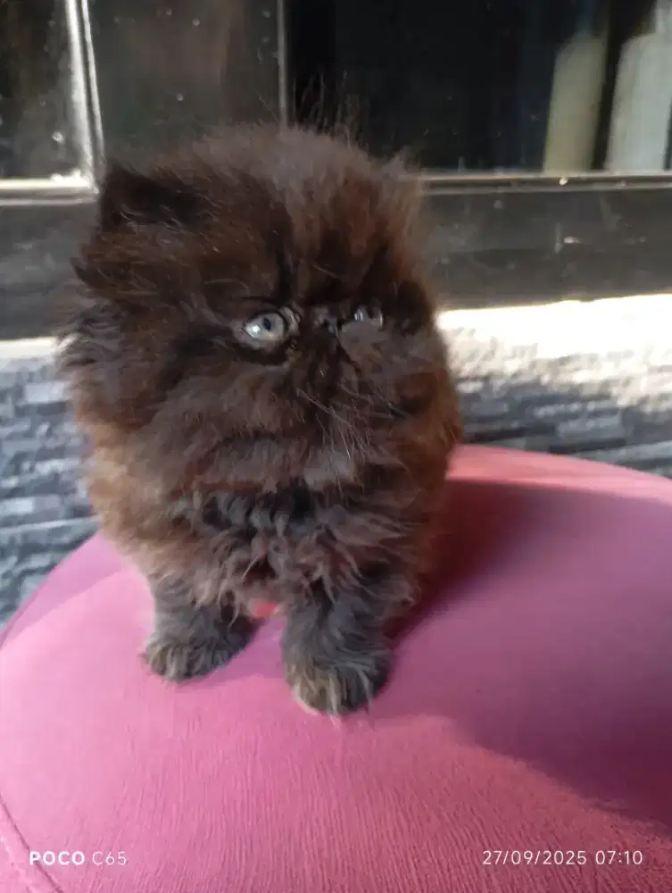 Kucing persia Peaknose Lucu