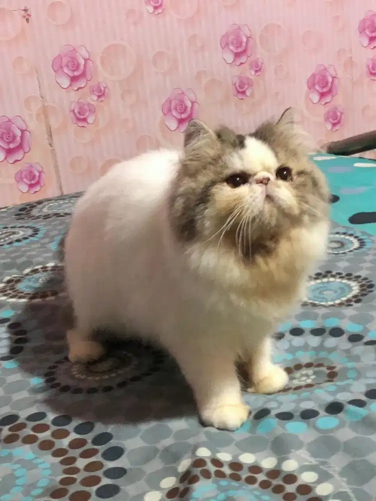 Kucing Peaknose Jantan LH kaki pendek