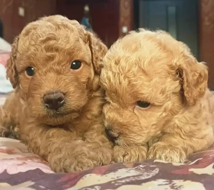 Baby Poodle gemesin