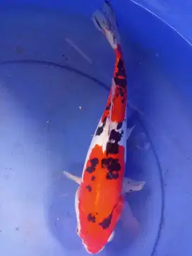 Ikan koi gosanke