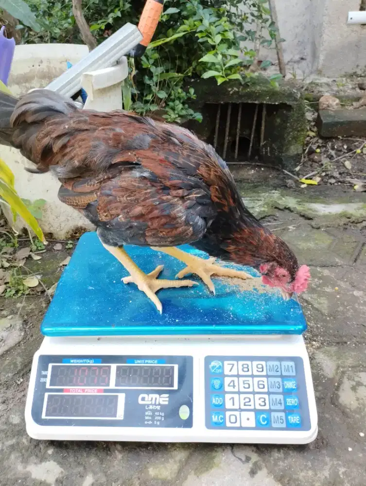 Ayam Kampung Unggul KUB