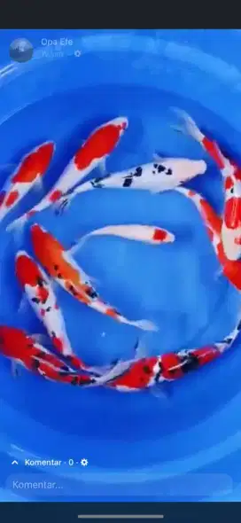 Ikan koi murah meriah