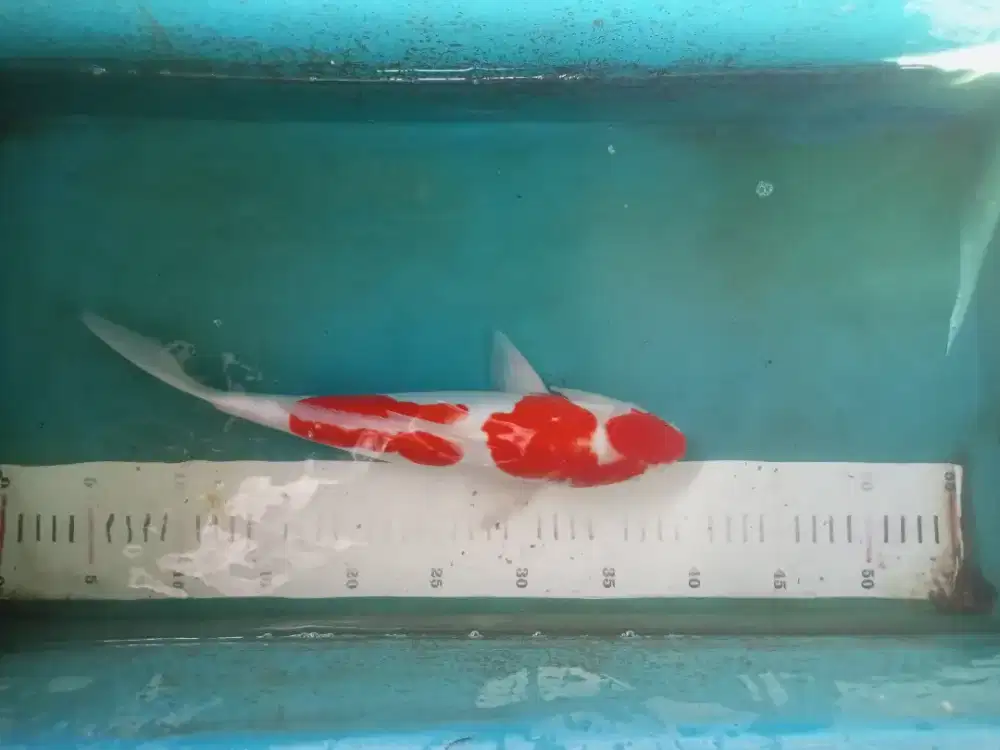 Ikan hias koi kohaku