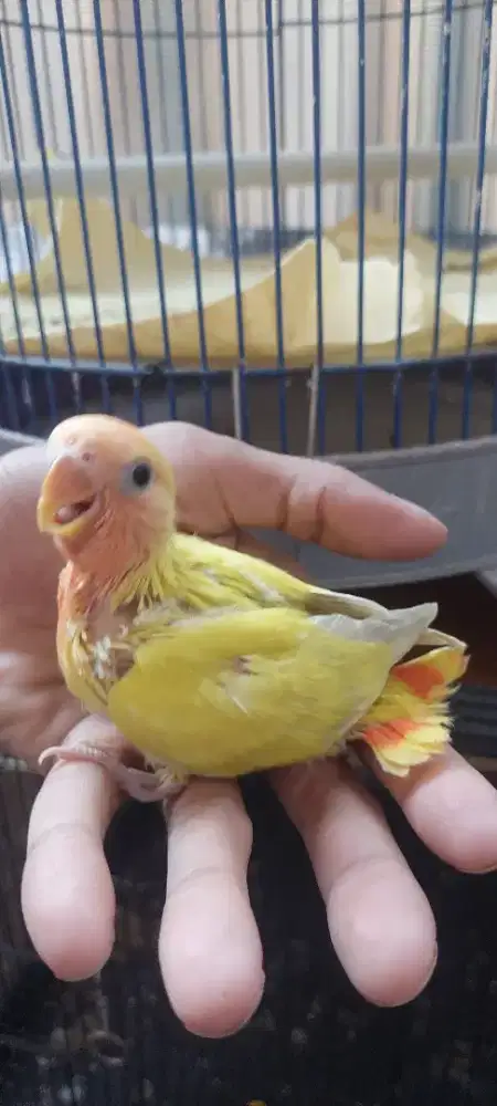 Lovebird Non klep skil ftm bomerang