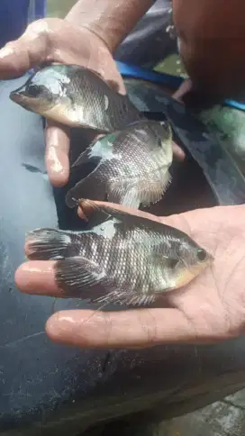 Jual bibit ikan gurame