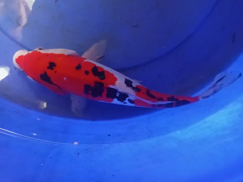 Ikan koi murah meriah