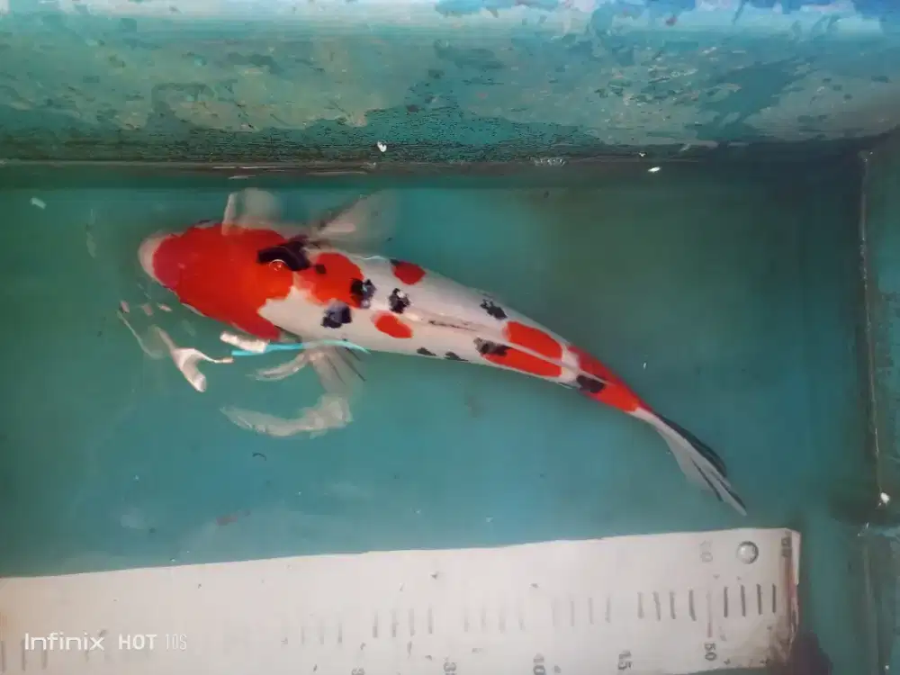 Koi doitsuan sanke