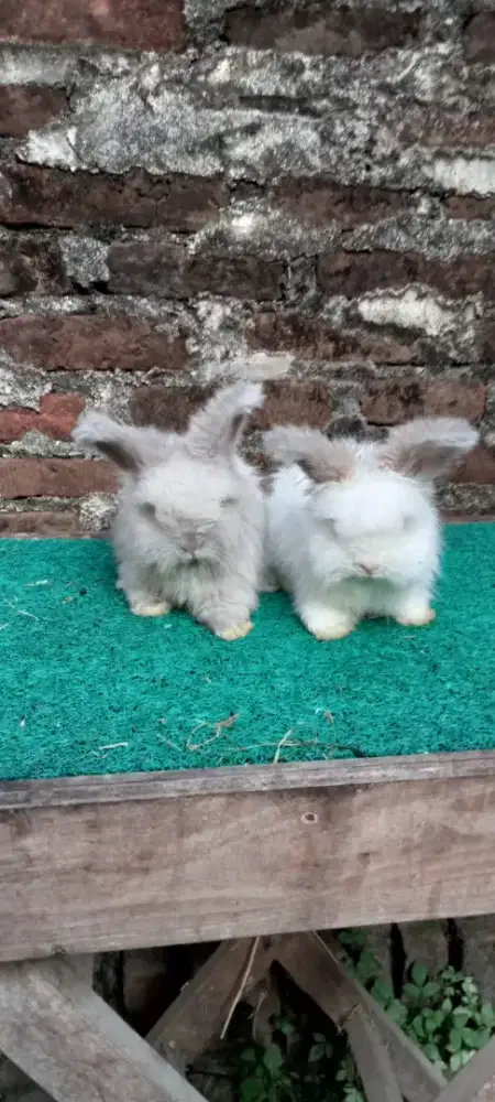 Sapihan kelinci anggora dan fuzzlop