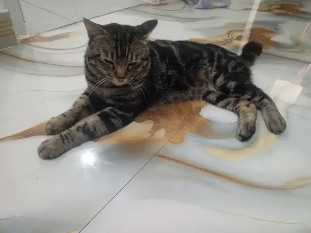 Kucing persia mix