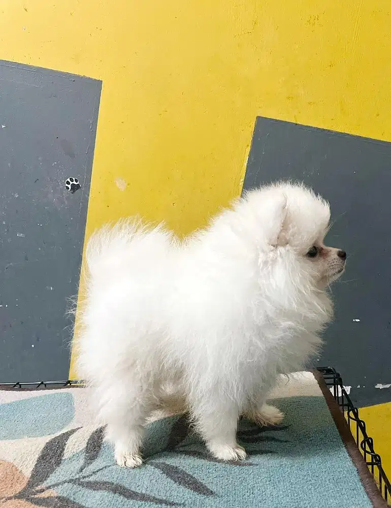 Anjing Super mini pom