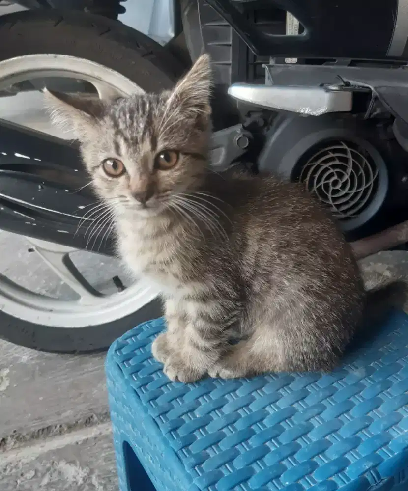 Kitten Persia Medium Sehat