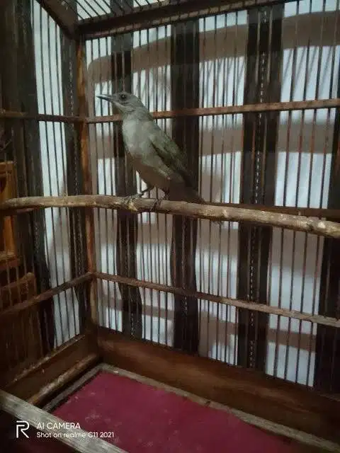 Burung Merbah Belukar