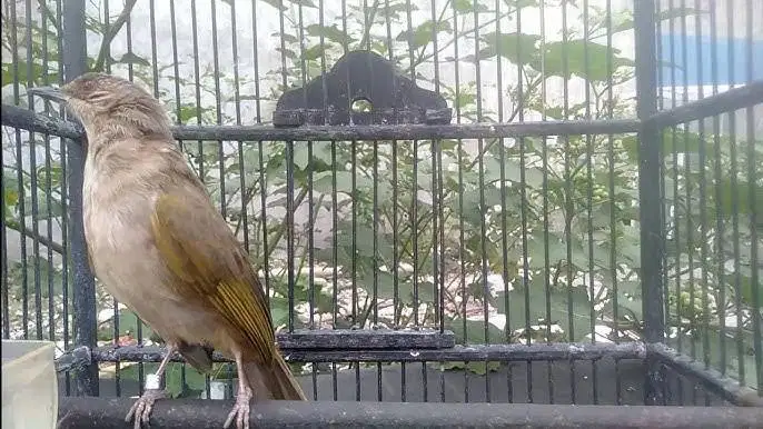 Merbah Belukar gacoran