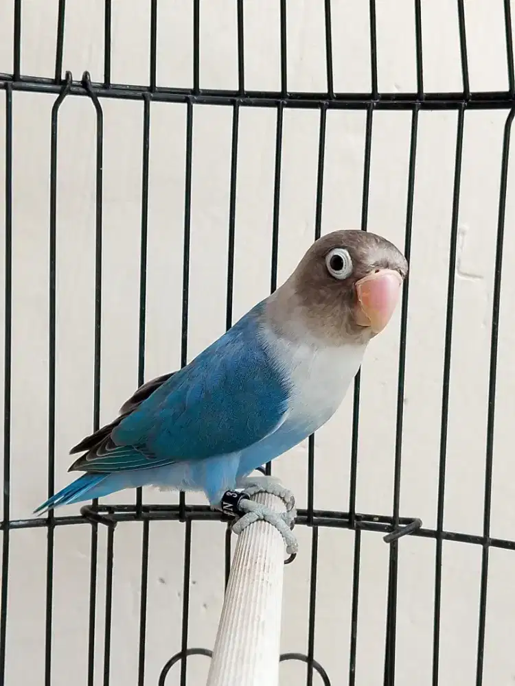 Burung lovebird beby cantik biru mangsi