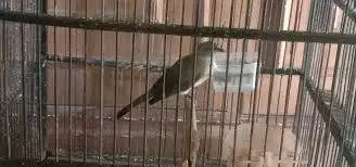 Burung Cucak Rawis