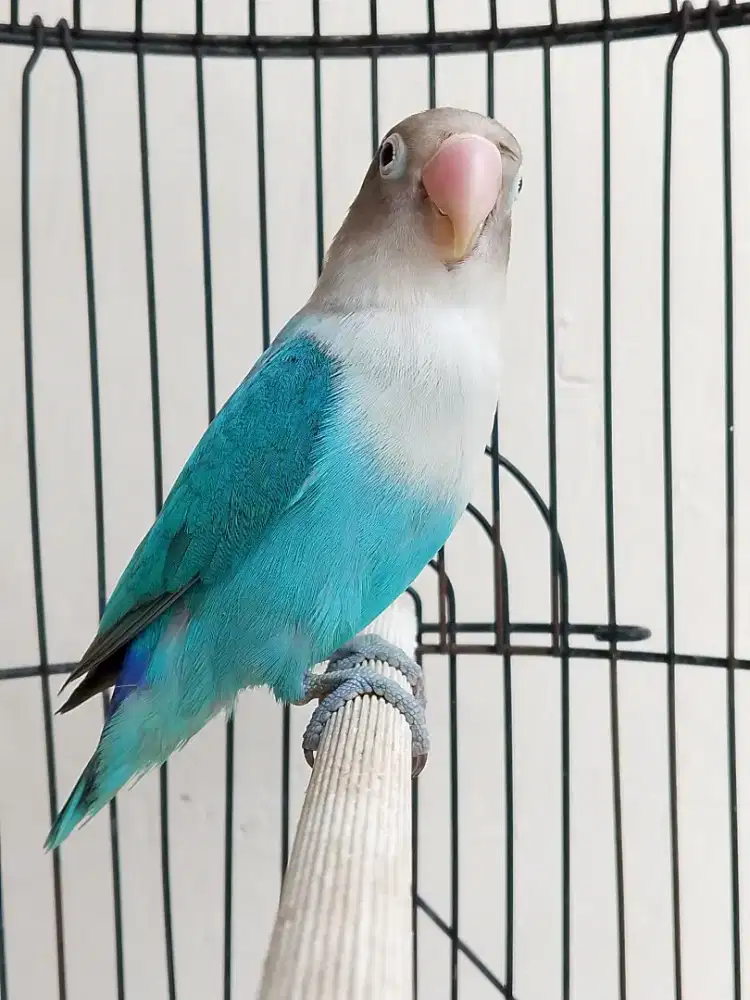 Burung lovebird jantan ganteng biru Cobalt fischeri