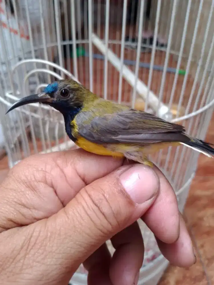 Burung kolibry sogon fulset ama  kandang