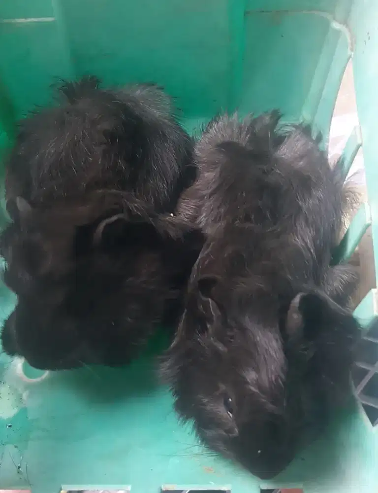 Marmut hitam polos