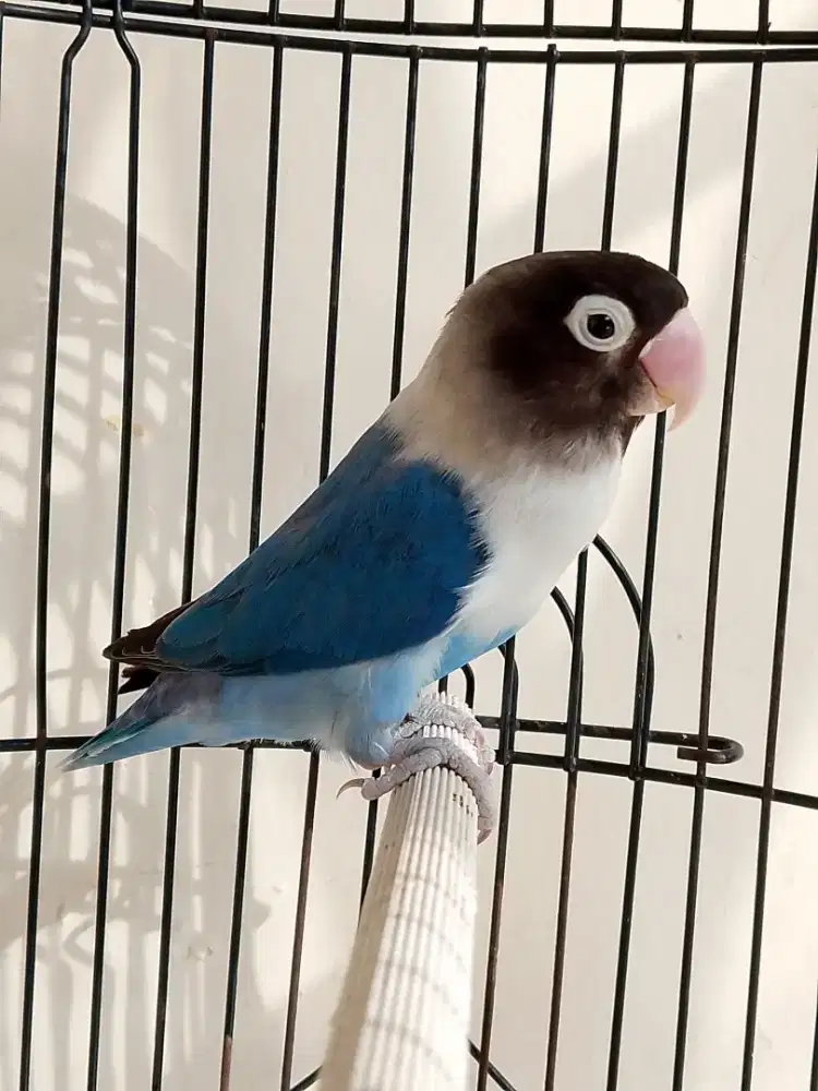 Burung lovebird jantan ganteng biru mangsi perso